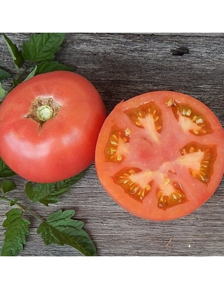Tomate Eva Purple Ball (tomate ancienne)