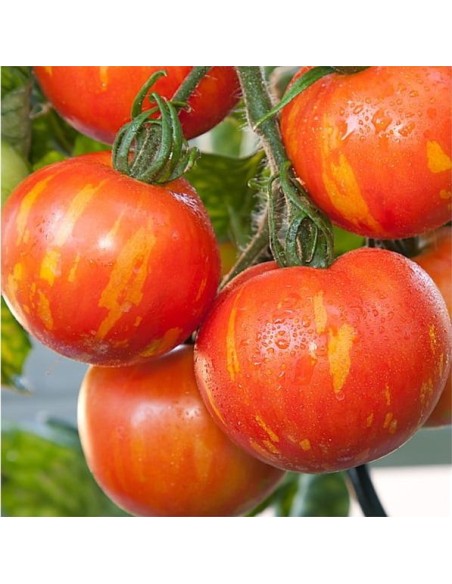 Tomate Red Zebra