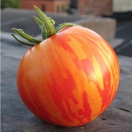 Tomate Red Zebra
