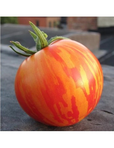 Tomate Red Zebra