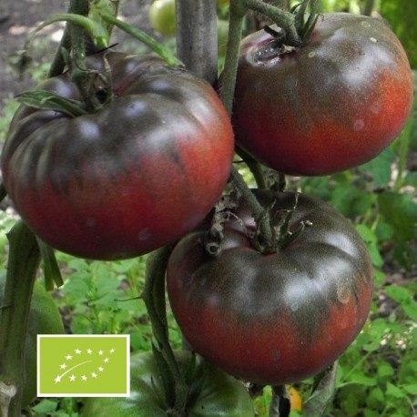 Graines Tomate noire Black From Tula