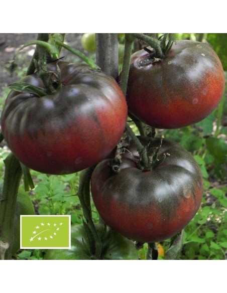 Graines Tomate noire  Black From Tula