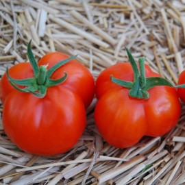 Tomate Red Stuffer (tomate poivron)
