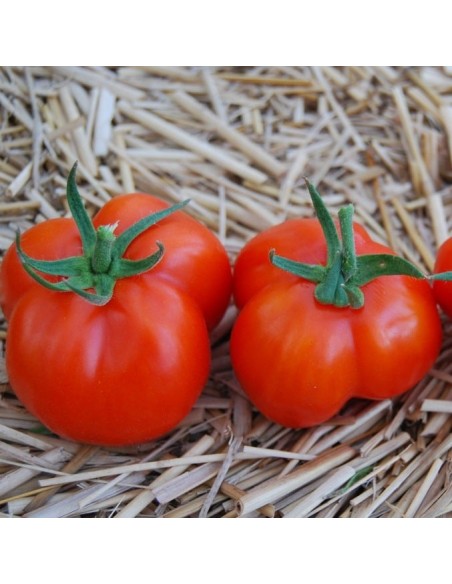 Tomate Red Stuffer (tomate poivron)