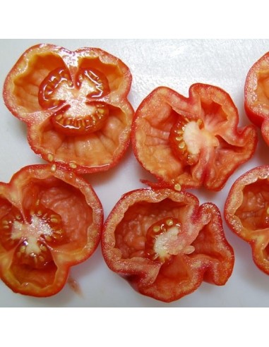 Tomate Red Stuffer (tomate poivron)