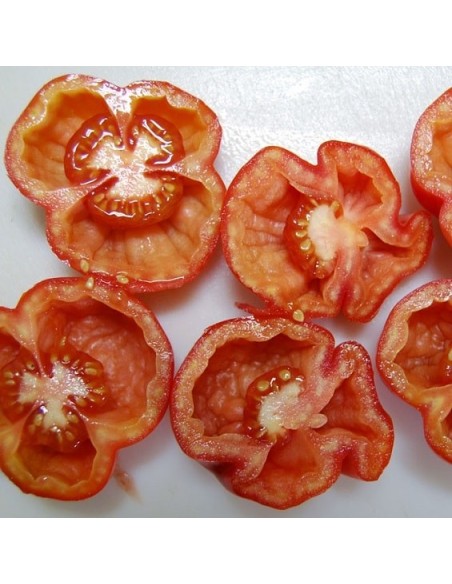 Tomate Red Stuffer (tomate poivron)