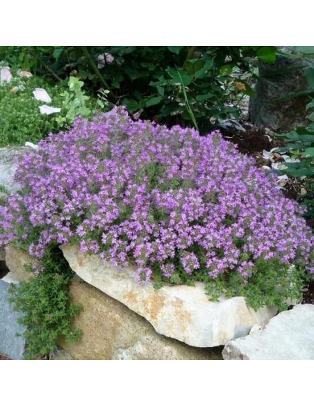 Serpolet  (Thym Serpolet)
