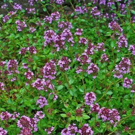 Serpolet (Thym Serpolet)