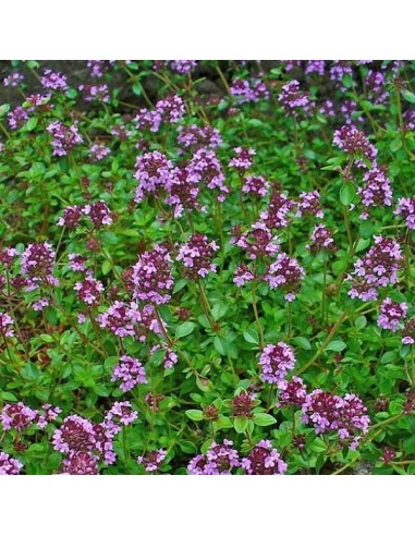 Serpolet  (Thym Serpolet)