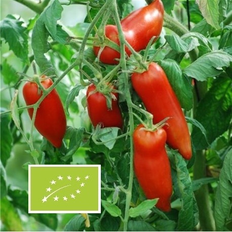 Tomate Andine Cornue (tomate ancienne)