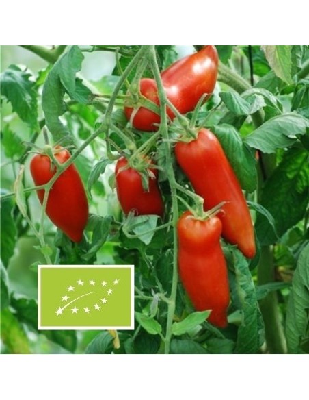 Tomate Andine Cornue (tomate ancienne)
