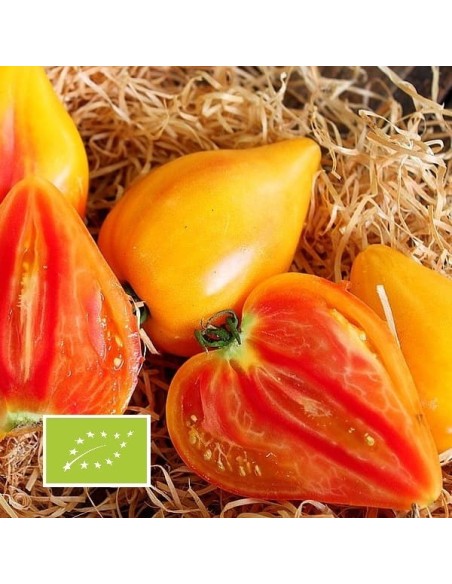Tomate Coeur de boeuf bicolore Oxheart Striped  (tomate ancienne)