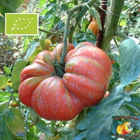 Tomate Potiron écarlate BIO