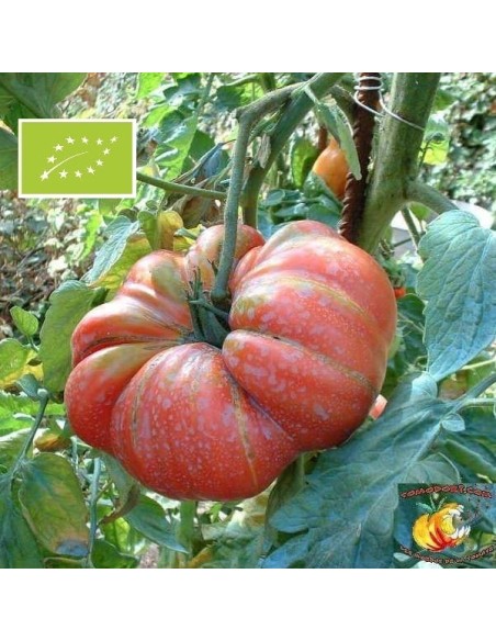 Tomate Potiron écarlate BIO