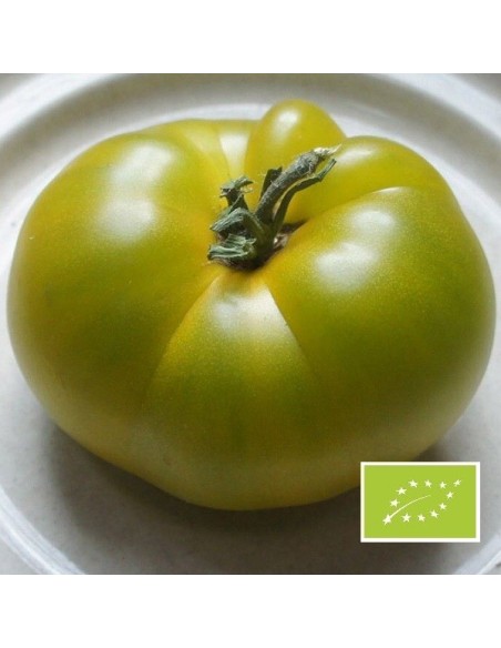 Tomate Dorothy Green BIO (tomate ancienne)