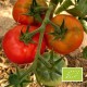 Tomate Merveille des marchés BIO (tomate ancienne)