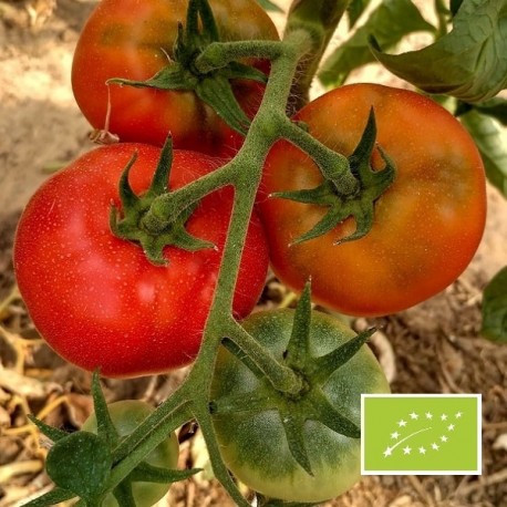 Tomate Merveille des marchés BIO (tomate ancienne)