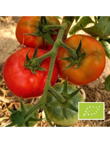 Tomate Merveille des marchés  BIO (tomate ancienne)