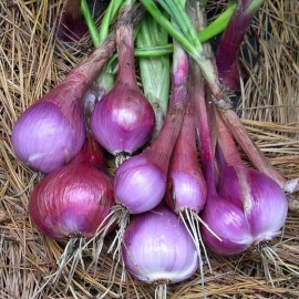 Oignon Purplette
