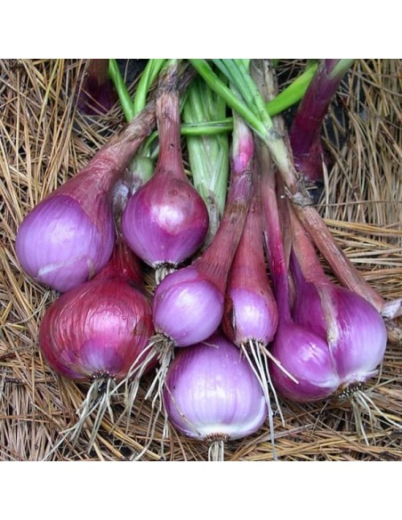 Oignon Purplette