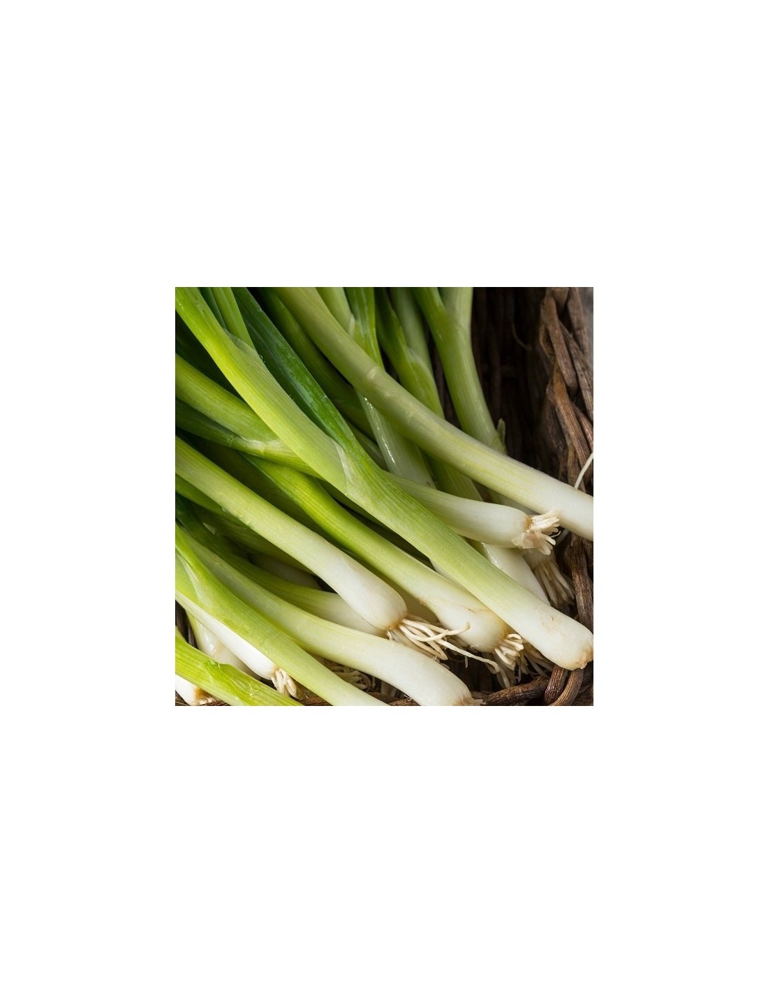 Graines D'Oignon Poireau Ishikura - Lot De 100 Graines - Facile à Cultiver - Saveur Délicate