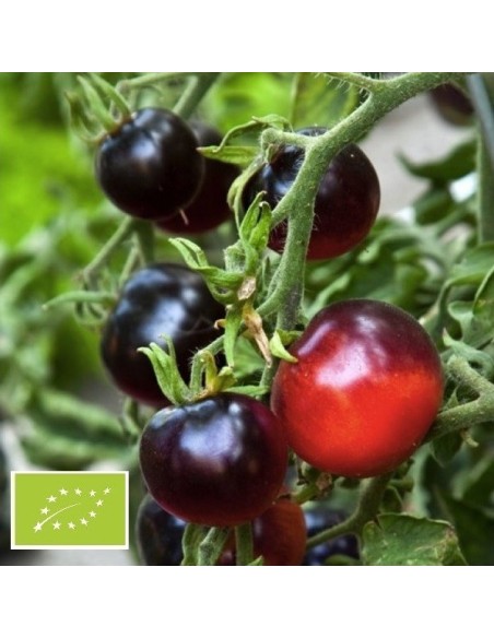 Tomate Indigo Apple (Tomate cocktail)