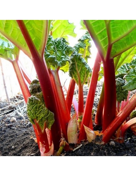 Rhubarbe Victoria