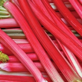 Rhubarbe Victoria