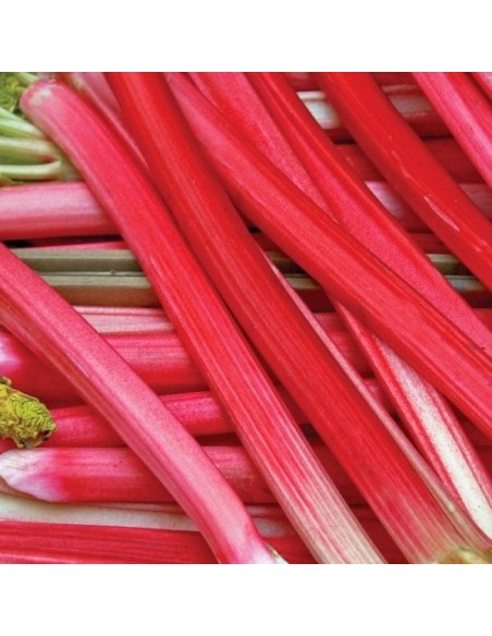 Rhubarbe Victoria