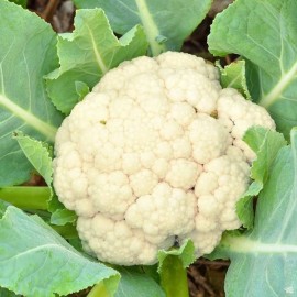 Chou-fleur Boule de Neige