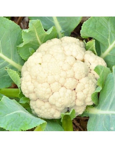 Chou-fleur Boule de Neige
