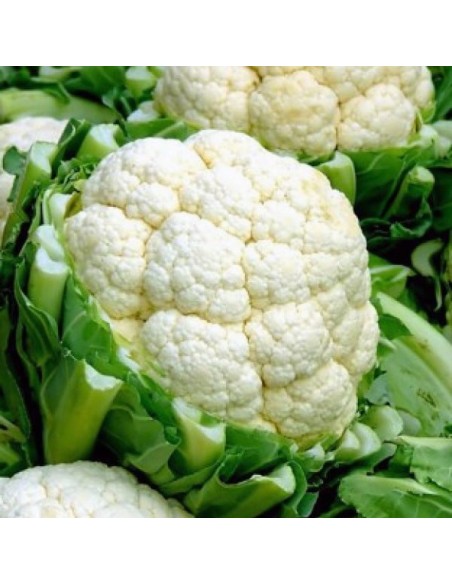Chou-fleur Boule de Neige