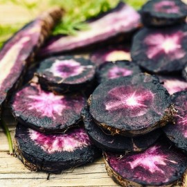 Carotte Nebula (carotte noire)