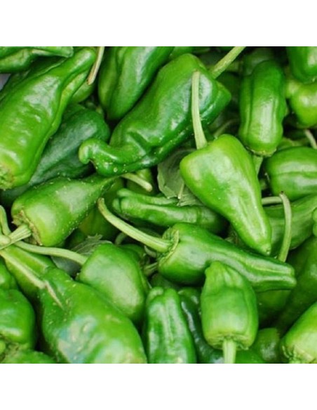 Piment Padron (piment à tapas)
