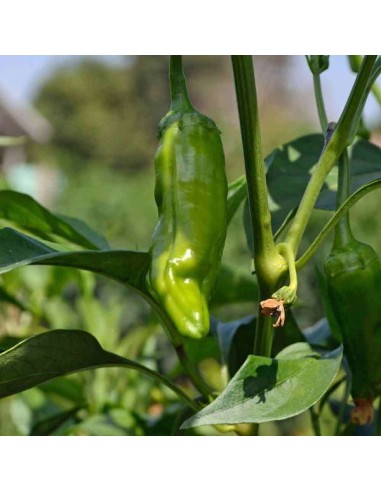 Piment Padron (piment à tapas)