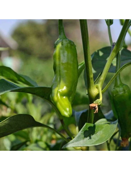 Piment Padron (piment à tapas)