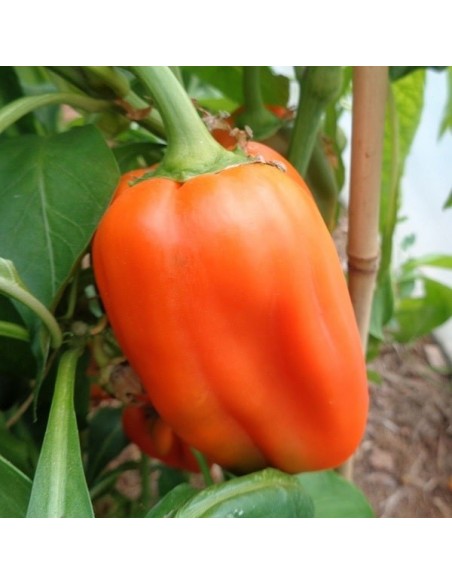 Poivron Rewia