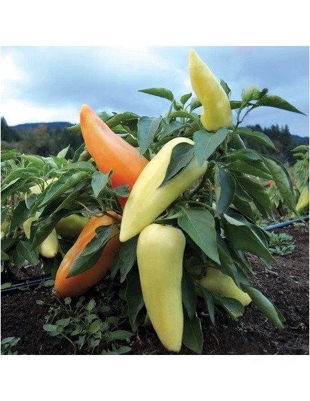 Piment Feherozon ( Paprika )