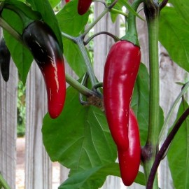 Piment Black Hungarian (Piment fort)
