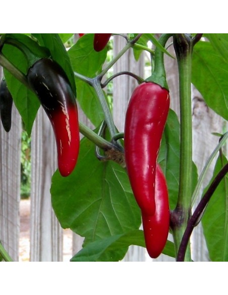 Piment Black Hungarian (Piment fort)