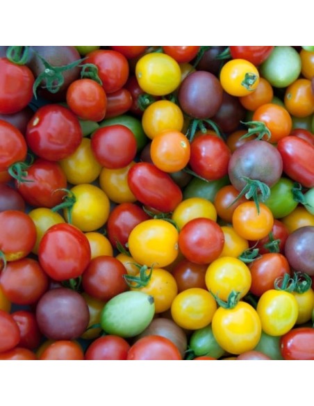 Tomate cerise en mélange (tomate cerise)