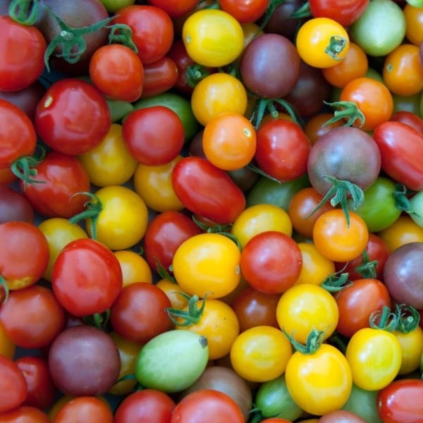 Kit Graines Tomates Anciennes Colorées - 5 Variétés (Rose De Berne, Green Zebra, Black Russian, Ananas, Yellow Ruffled)