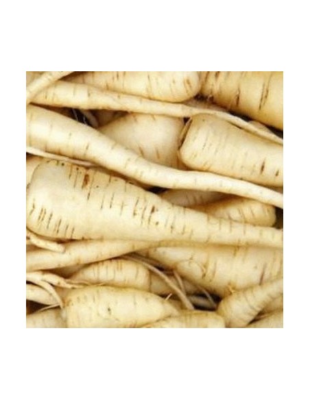Carotte 'snow white'