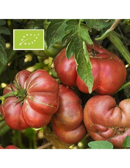 Graines Tomate ancienne violette 'Purple Calabash'