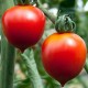 Tomate Principe Borghese (tomate cerise)