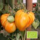 Tomate Coeur de boeuf orange (tomate ancienne)