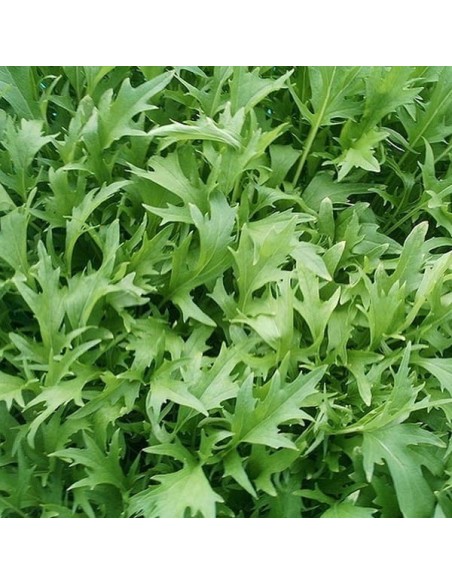 Mizuna (Moutarde chinoise)