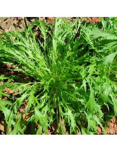 Mizuna (Moutarde chinoise)