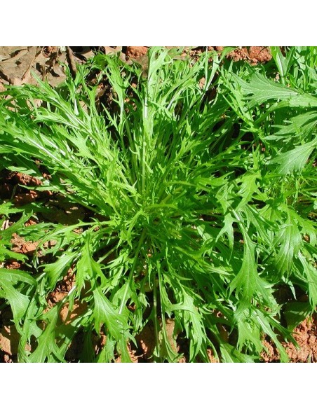 Mizuna (Moutarde chinoise)