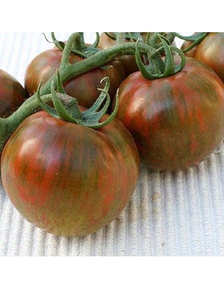 Graines Tomate ancienne 'Black Zebra'